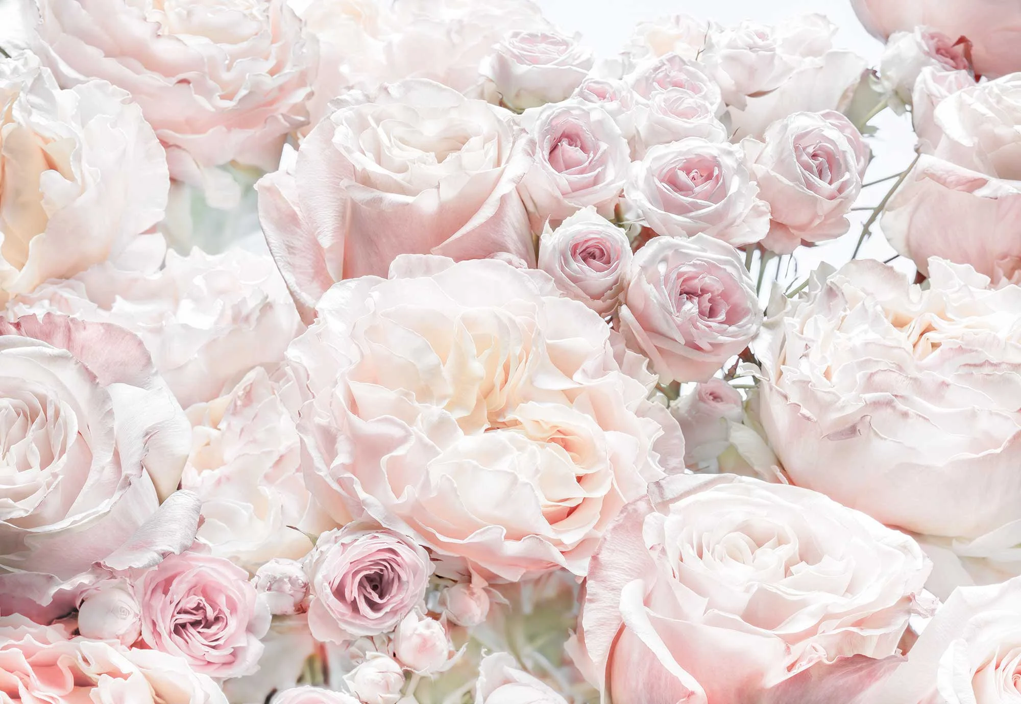 WALLPAPER PHOTO 8-976 368X254CM SPRINGROSES